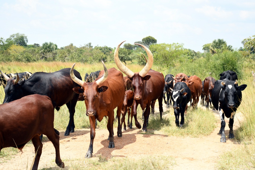 Livestock